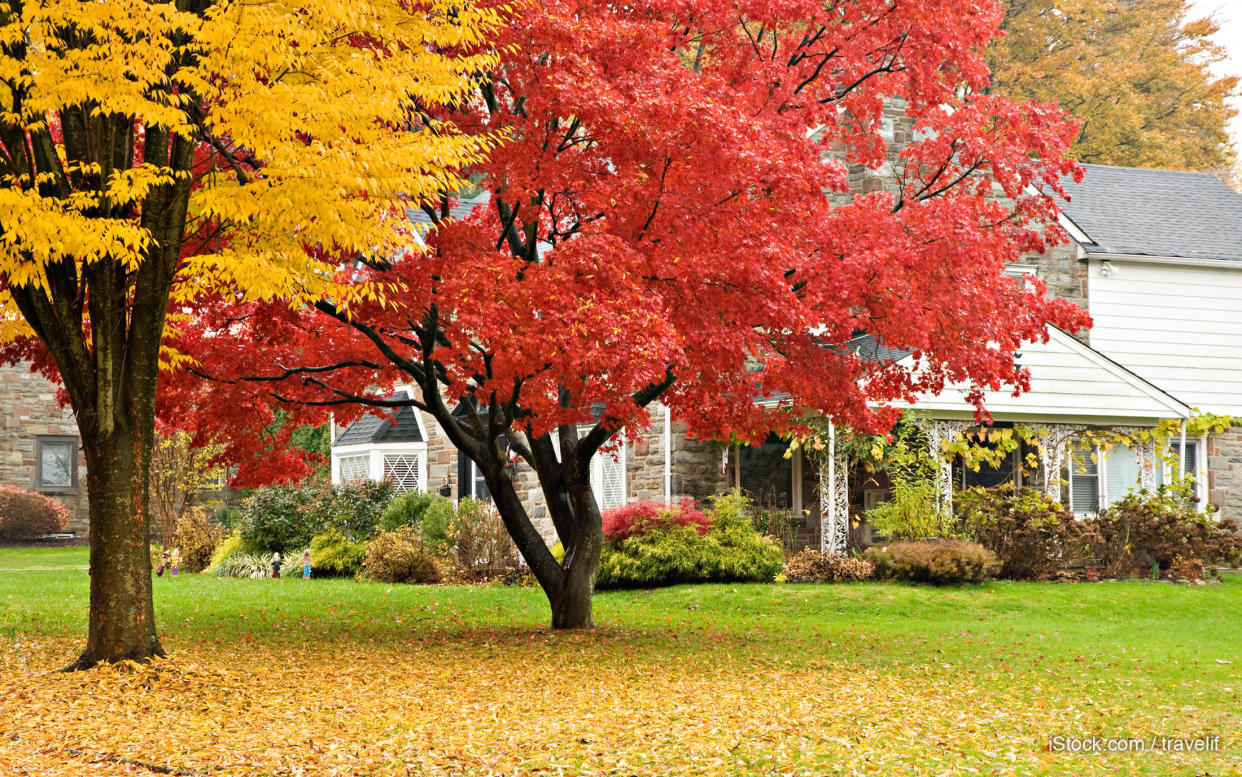 autumn trees