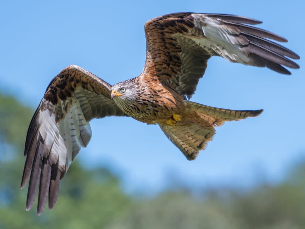 Twenty red kites were among birds targeted by criminals  (Getty Images/iStockphoto)