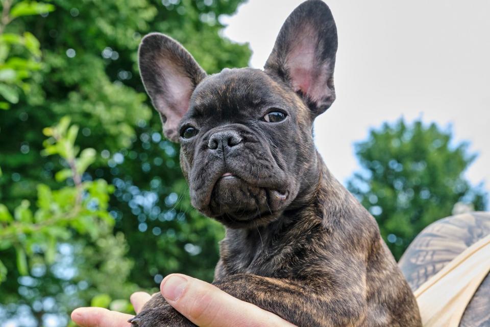 brindle french bulldog being held by his owner