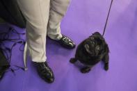 <p>Nephie, a pug, keeps an eye on her handler Andrew Mueller, of Seattle, as they wait to compete in the Junior showmanship category during the 141st Westminster Kennel Club Dog Show, Tuesday, Feb. 14, 2017, in New York. (AP Photo/Mary Altaffer) </p>