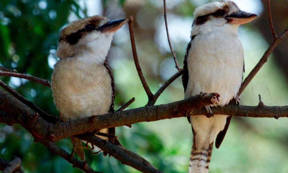 A pair of kookaburras sit on a branch