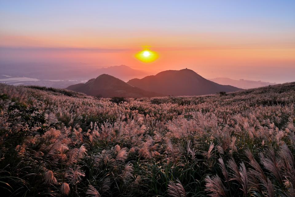 七星山芒花盛放美景（圖片來源：Getty Creative）