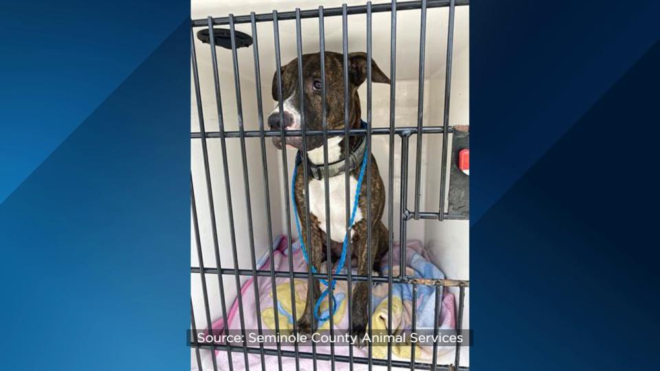 Seminole County Animal Services announced Friday that the shelter is over capacity and offering $5 dog adoptions to help make room.