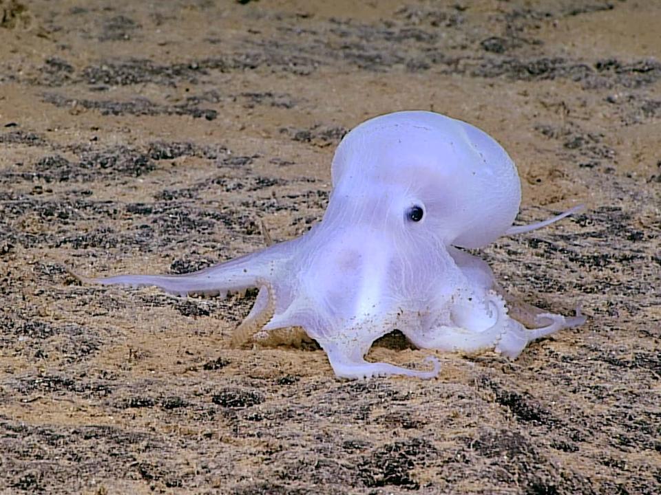 A small, white octopus on the ocean floor.