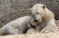 Stolzer kann eine Eisbären-Mutter wohl nicht sein: Im Dezember 2013 brachte Eisbärin Giovanna die Zwillinge Nela und Nobby zur Welt. Es dauerte nicht lange, da zeigten sich die süßen Fellknäuel im Münchner Tierpark Hellabrunn. (Bild: 2014 Getty Images/Alexandra Beier)