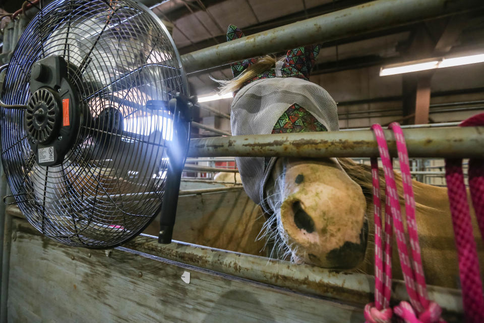 Box fans are set up to keep horses cool Monday in the barn at the International Finals Youth Rodeo at the Heart of Oklahoma Exposition Center in Shawnee.