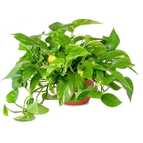 American Plant Exchange Golden Pothos Indoor/Outdoor Air Purifier Live Plant, 6