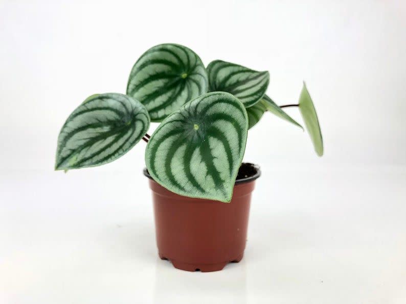 21) Peperomia