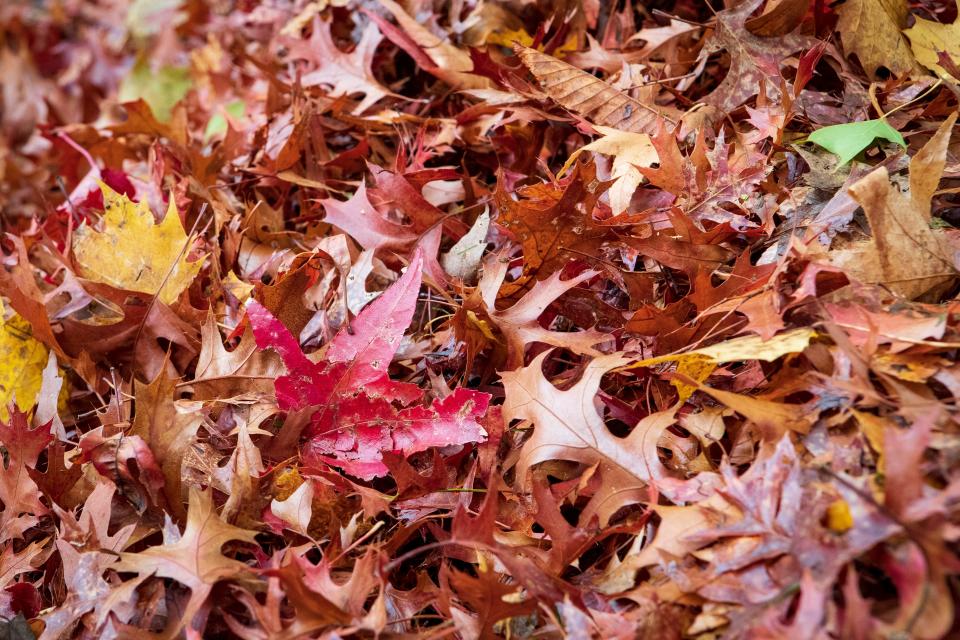Leaves form a roadside pile in Eugene on Nov. 3. Eugene, Springfield and Lane County will soon begin annual leaf collection efforts.
