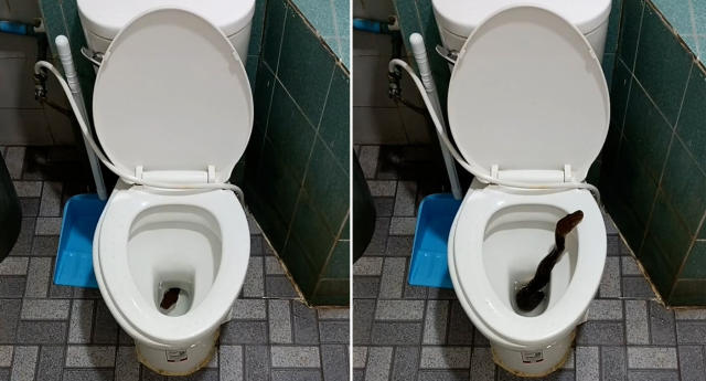 Make Sure You Flussssh: Man Goes To The Toilet, Finds Six Foot