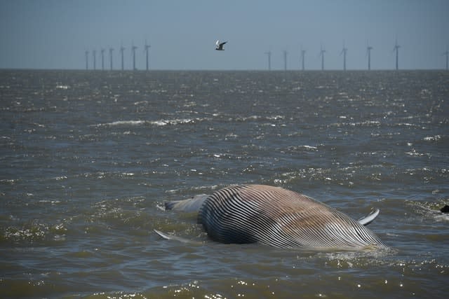 Whale washed up in Clacton