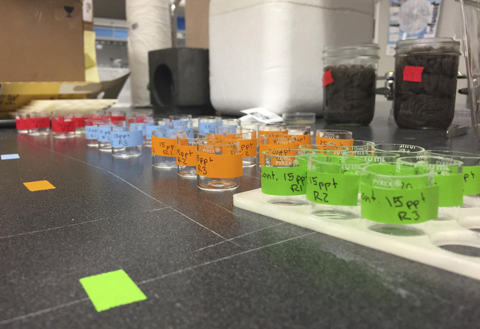 In this Feb. 19, 2020 photo, vials that are part of an experiment on tire particle exposure concentrations sit on a counter at a research lab at Oregon State University. Scientists are finding "microplastics" - incredibly tiny bits of broken-down plastic smaller than a fraction of a grain of rice - everywhere in the environment, from ocean water to inside the guts of fish and even mixed in with the poop of sea otters and giant killer whales. (Oregon State University via AP)