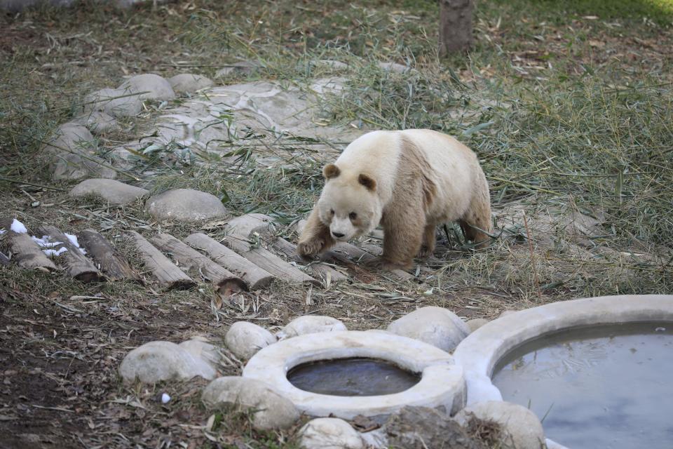 panda walking