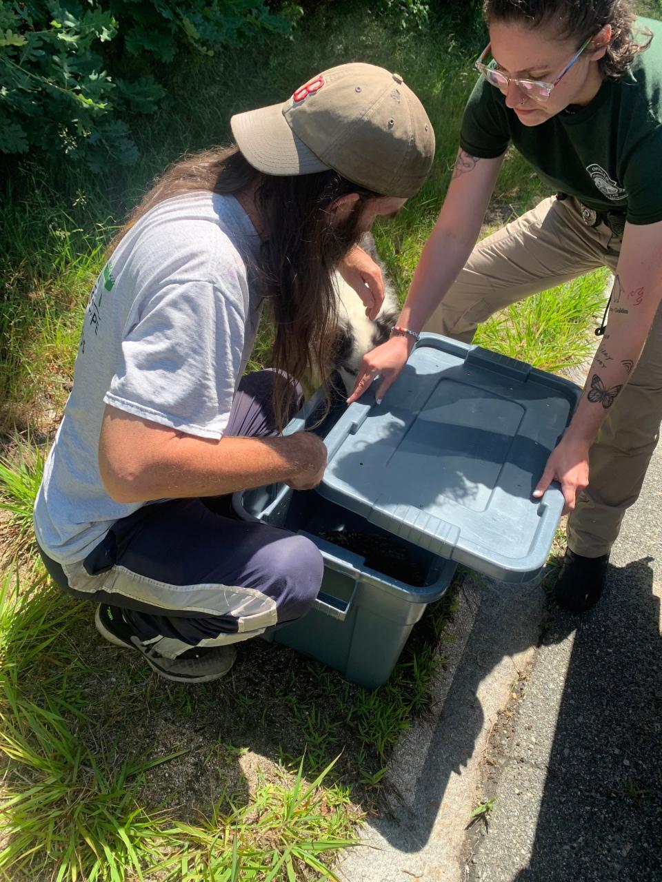 Kevin Friel, left, and Mattie Long, right, from The Osprey Project place the surviving chick from Monday's osprey nest fire on Thomas B. Landers Road in Falmouth into a box to be transported to the Cape Wildlife Center in Barnstable.