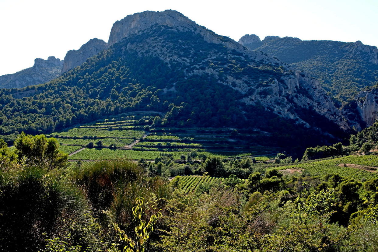 Situé au pied du massif des Dentelles de Montmirail, le vignoble de Beaumes-de-Venise produit des vins d'une finesse et d'une tension qui les distinguent de beaucoup de vins méridionaux.  - Credit:DR MICHEL LABELLE