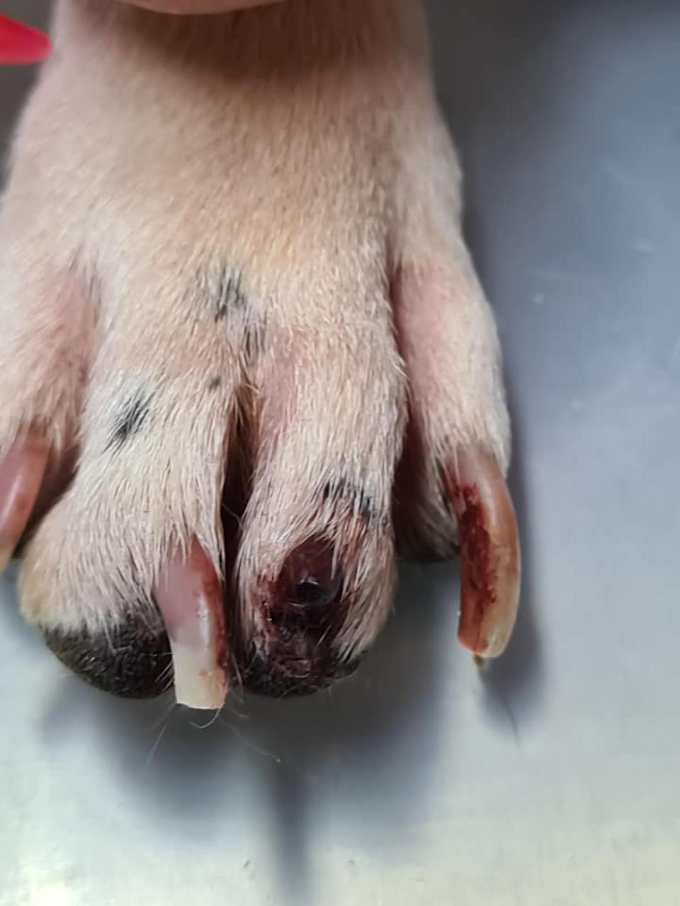 The injured paw of the neglected French bulldog who tried to escape the apartment by clawing at the door.