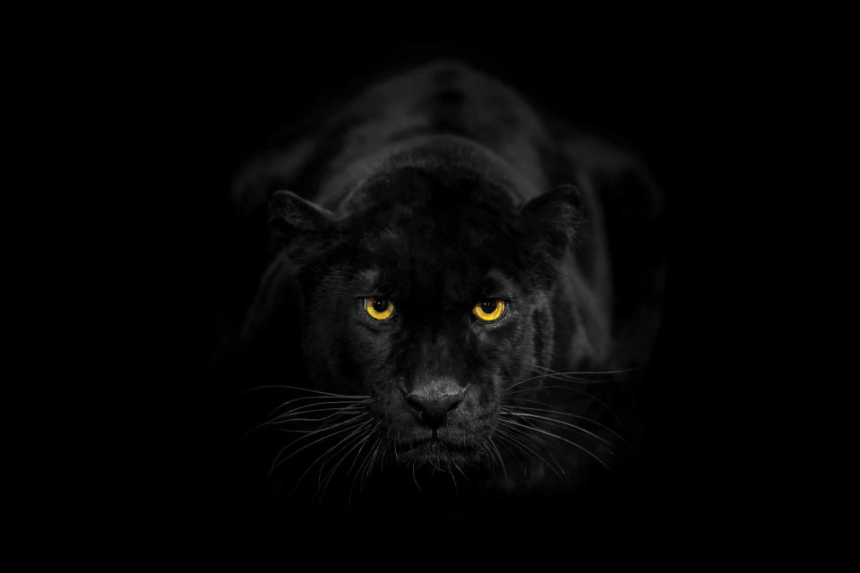 Black leopard also called black panther. He’s a melanistic leopard. His colour is black but has ghost stripes.Studio shoot.