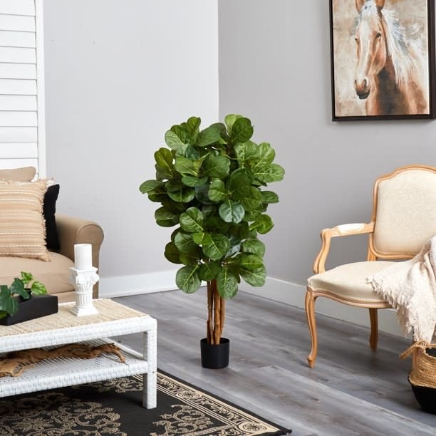 Fiddle leaf fig plant in a black pot in a cozy room with a white armchair and horse artwork