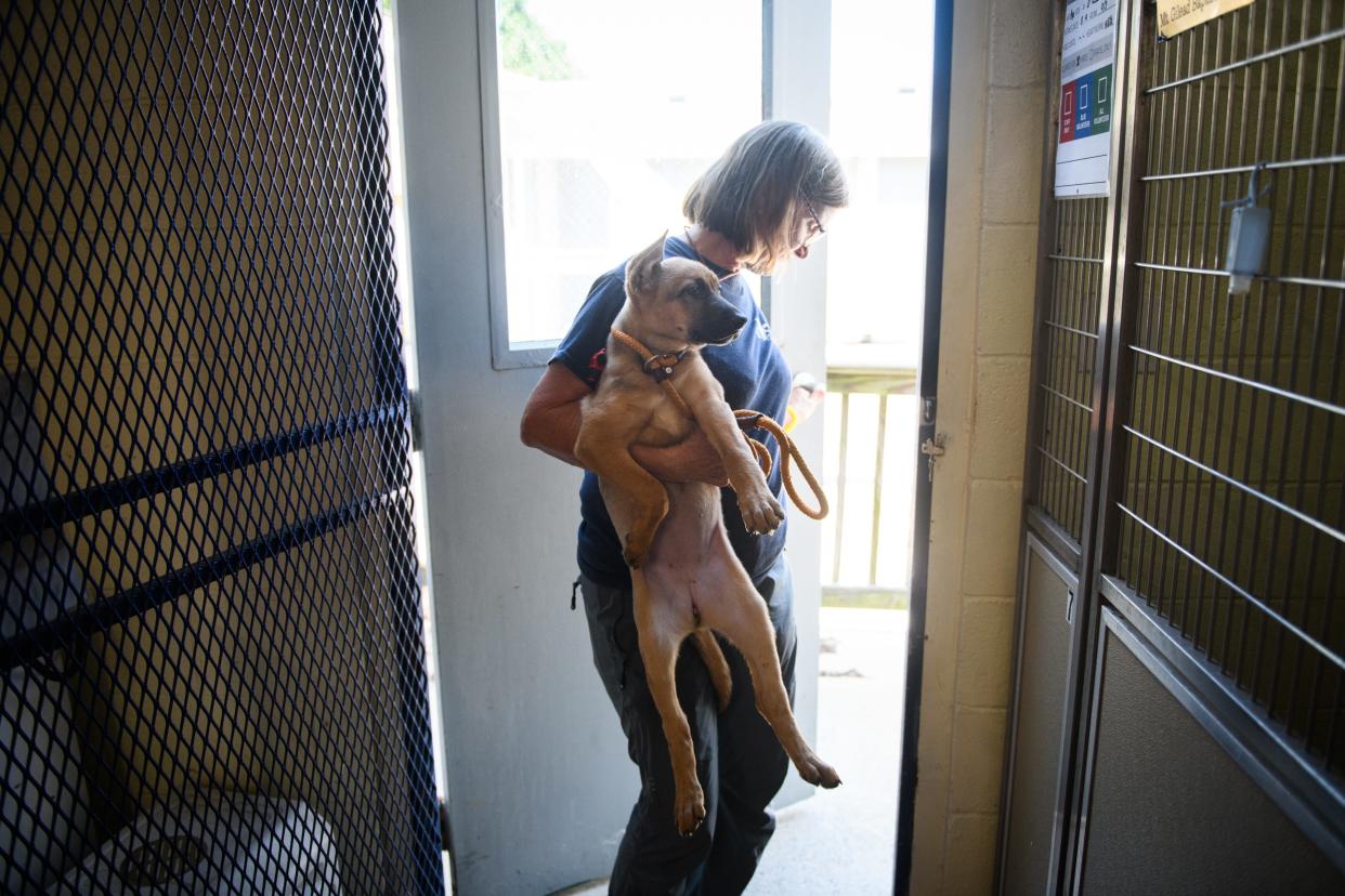 Elizabeth Purvis carries out a dog to a family for possible adoption at Fayetteville Animal Protection Society on Wednesday, Aug. 14, 2024.