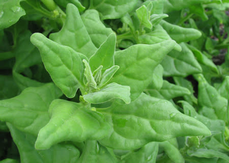 Warrigal greens