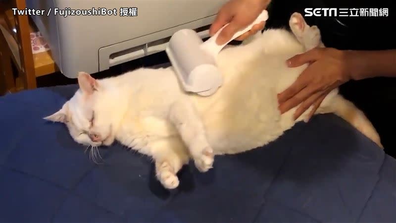 日本大叔幫家裡的貓咪梳毛，收集了大量的貓毛。（圖／Twitter／FujizoushiBot 授權）