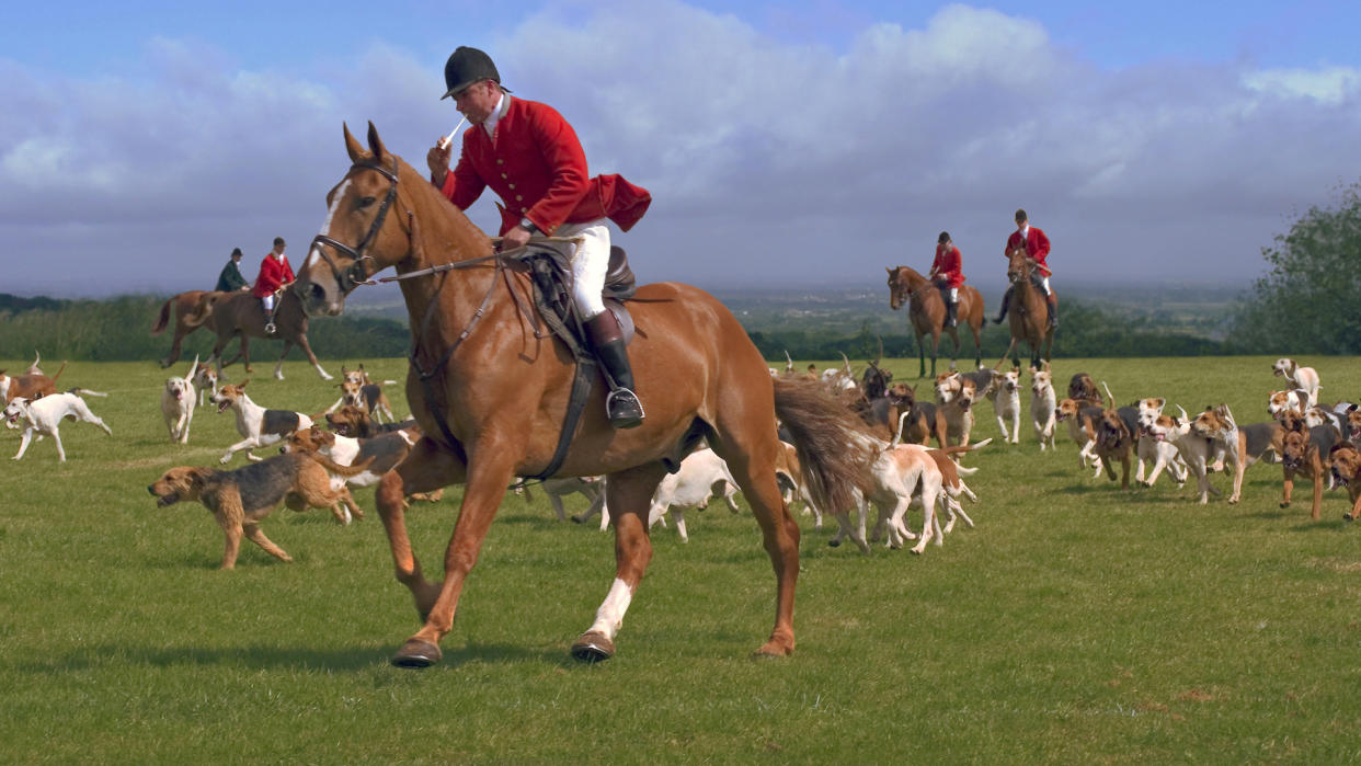 English foxhounds are typically shorter and less speedy than American foxhounds