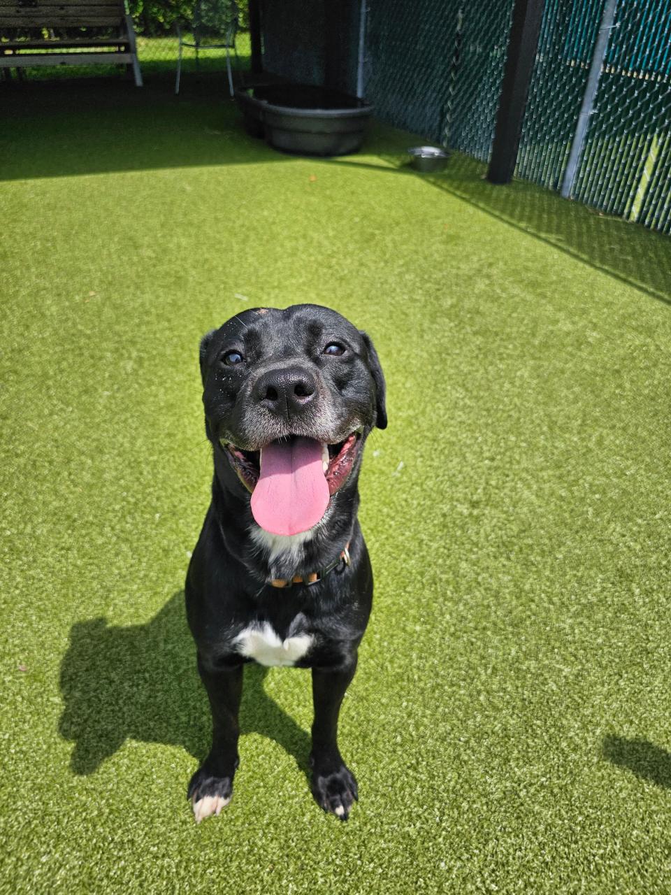 Gucci’s a little bit reserved around new people, but is good when he gets to know you. He likes to play with toys, walks great on a leash and loves to explore new places. He has never been formally trained. His fears are getting his nails cut, men and cats.