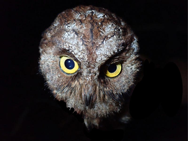 Photo of owl face