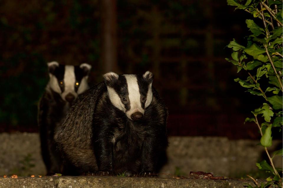 March: Supposedly extinct large tortoiseshell butterflies were seen at Newtown on the Isle of Wight. Badgers (pictured) struggled to find food in dry soil, as much of England was gripped by drought and the month became the third warmest and fifth driest March on record (Rex Features)