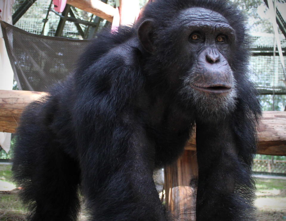 <div class="caption-credit"> Photo by: Center for Great Apes</div><b>Ripley</b> <br> <p> Ripley, who once worked as an actor, was dumped in a roadside zoo. His brother and two companion apes were shot and killed after they escaped captivity. His caretakers say he displays remarkable resilience and forgiveness. </p>