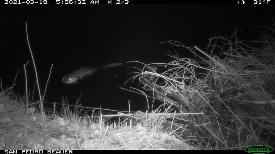 A beaver is photographed swimming toward a wildlife camera that was set up next to a beaver dam on the San Pedro River in southeastern Arizona.