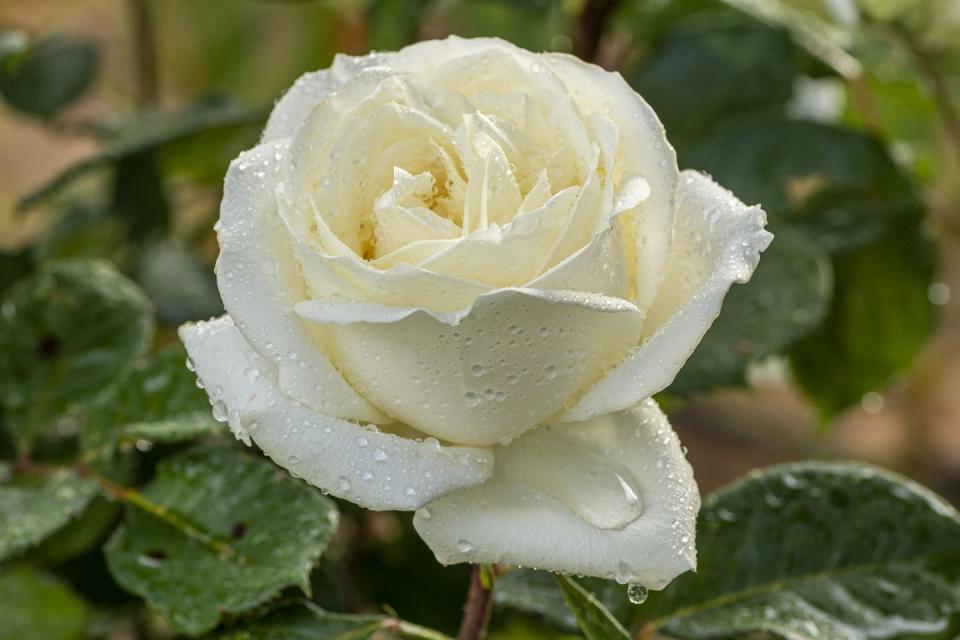 White Rose