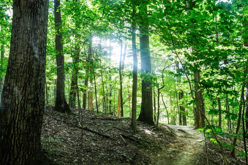 The trails at Jefferson Memorial Forest offer hiking for all different levels.