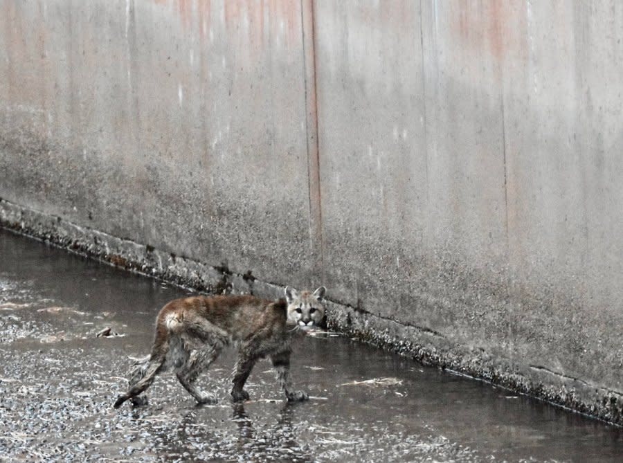 This mountain lion held onto the rope until it got to the top of the spillway barrier, then ran away.