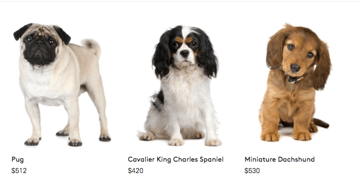 Online Retailer Claims to Be Selling Puppies as Fashion Accessories; Internet Goes in Hard