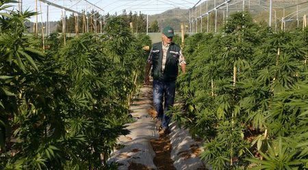 A man walks through a medicinal cannabis plantation, part of a project by Daya Foundation non-governmental organisation, in rural Quinamavida near Talca, Chile, January 18, 2016. REUTERS/Sebastian Martinez EDITORIAL USE ONLY. NO RESALES. NO ARCHIVE