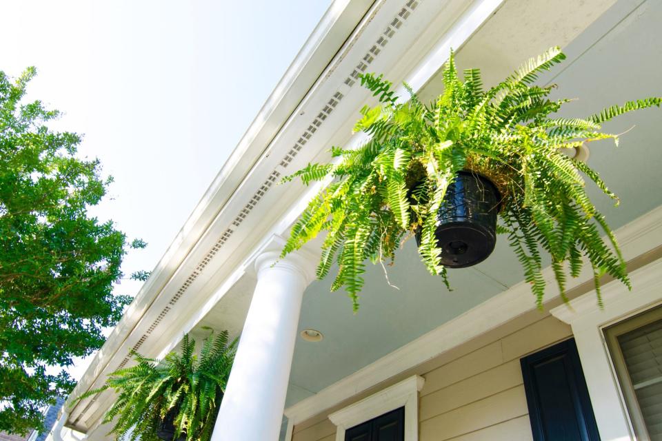 Hanging Baskets with ferns hang from a porch with white columns.