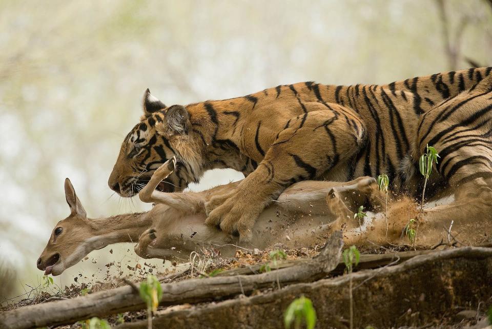 "The Hunt" by Shivang Mehta. A tiger tackles its prey.