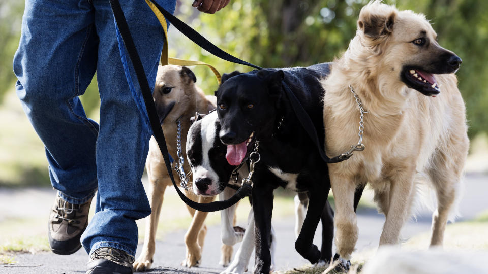 man walking four dogs