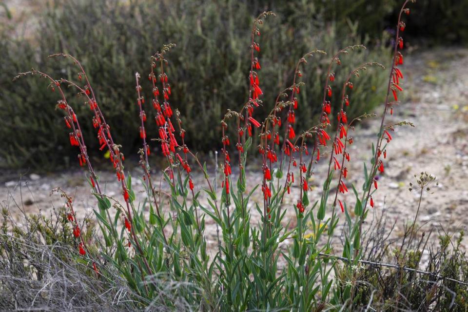 Penstemon blooms on the Camatta Ranch where Lazy Arrow Adventures offers wildflower tours in the spring, shown on April 26, 2024. The Land Conservancy of San Luis Obispo County has completed a conservation easement to preserve the property.