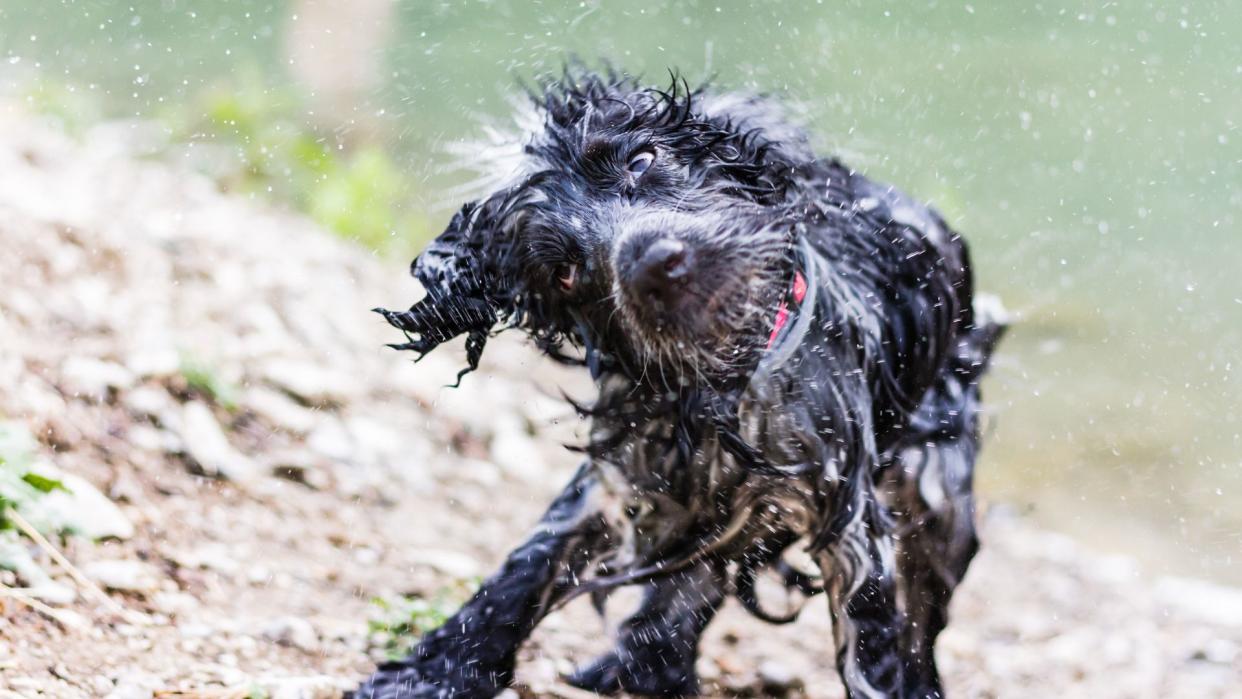 Small curly haired dog wearing a collar and standing on a river bank as it shakes water from its fur. 