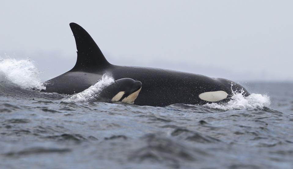 baby orca