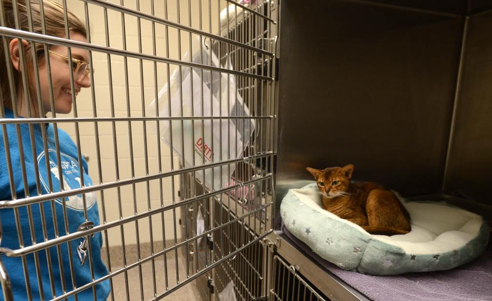 An Abyssinian cat named "Chowder" keeps an eye on MSPCA Cape Cod Adoption Center Director of Operations Colleen Evans on Friday at the Centerville facility. Eight Abyssinian cats were surrendered to the facility from a breeder, and hundreds of adoption applications had been received by Friday, Evans said.