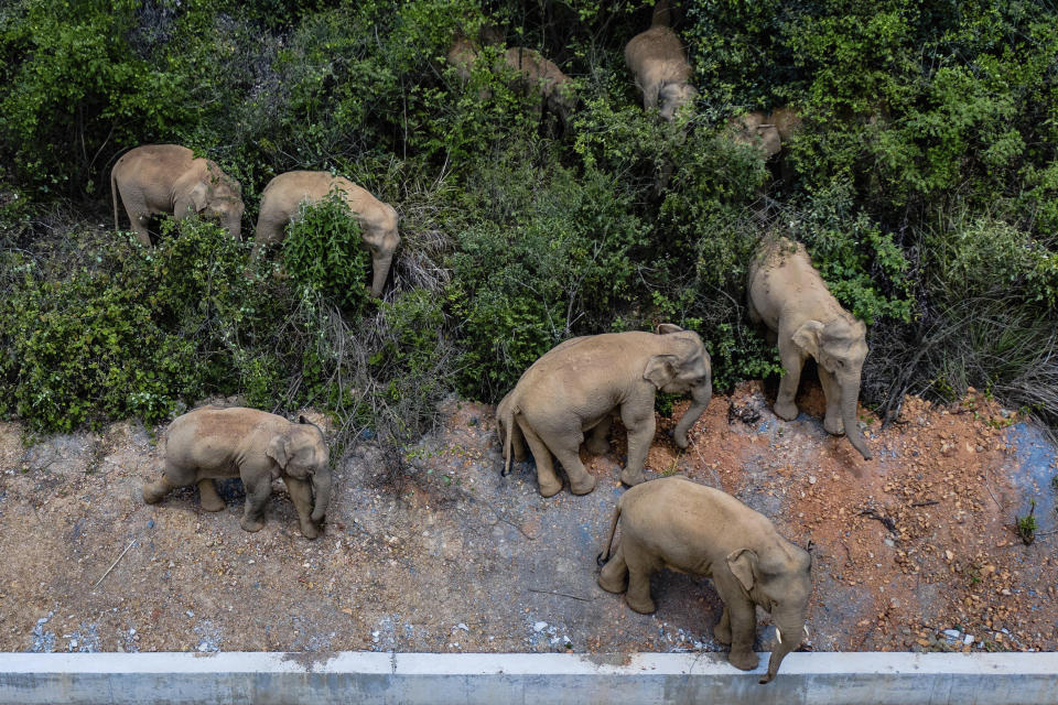 FILE - In this aerial May 28, 2021, file photo released by China's Xinhua News Agency, a herd of wild Asian elephants stands in E'shan county in southwestern China's Yunnan Province. China has pledged $230 million to establish a fund to protect biodiversity in developing countries. President Xi Jinping made the announcement at a U.N. conference on biodiversity held on Tuesday, Oct. 12, 2021 in Kunming, China. (Hu Chao/Xinhua via AP)