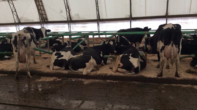 'It's a lifelong dream': Bonshaw family wins top award for dairy farmers in Canada