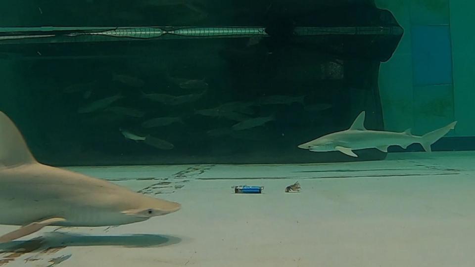 PHOTO: Sandbar sharks avoid an electrical pulse deterrent placed near bait. (Mote Marine Laboratory & Aquarium)