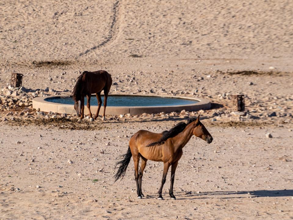 The "ghost horses" of Namibia roaming in the desert.