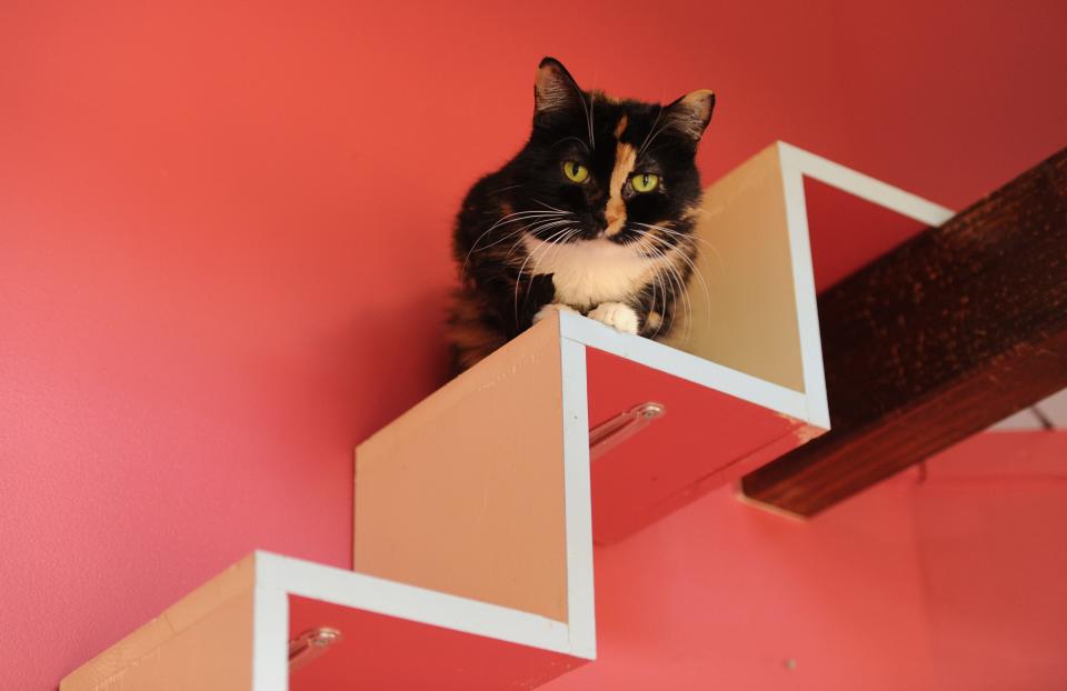 Maggie the cat keeps an eye on things at the Carrie A. Seaman Animal Shelter (CASAS) in Provincetown in 2015.