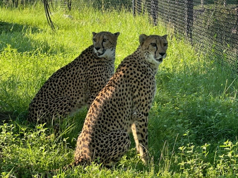 Photo of the cheetah pair