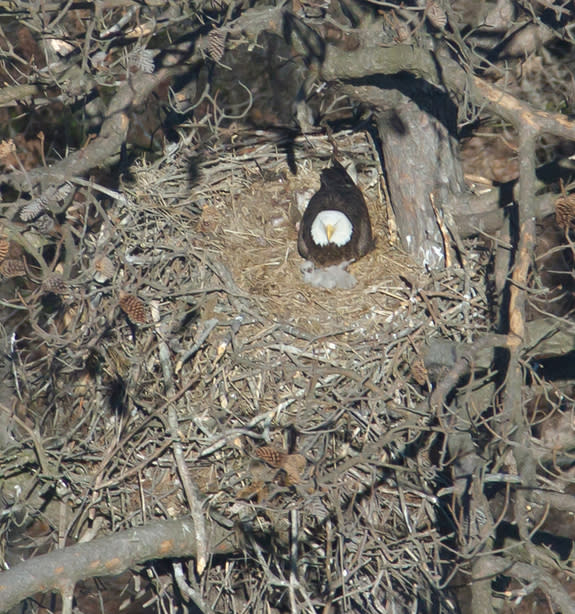 A parent keeps an eagle eye on a set of twin chicks in a nest high above Virginia's Chickahominy River. Twins are common among nesting bald eagles.